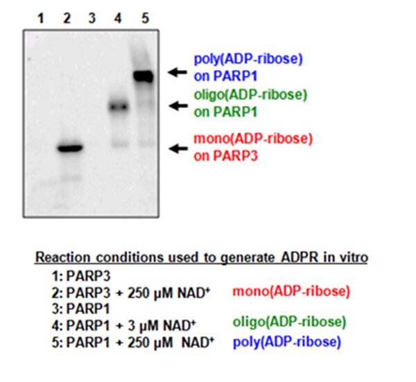 AntipanADPribose binding reagent MABE1016